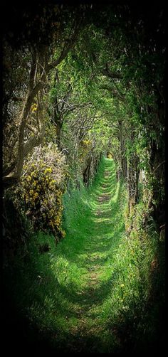 an image of a green path in the woods