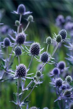 some very pretty purple flowers in the grass