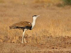 a large bird standing on top of a dry grass field