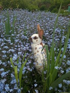 a rabbit is sitting in the middle of some blue flowers and looking at the camera