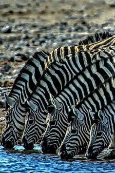 a group of zebras drinking water from a pond