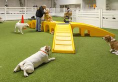 several dogs are playing in an indoor play area with slides and cones on the grass