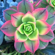 a green and pink flower is in the middle of some plants