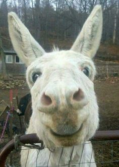 Smiling Animals, Cute Donkey, 얼굴 그리기, A Donkey, Oh Yes, 웃긴 사진, Happy Animals, Sweet Animals, Funny Animal Pictures