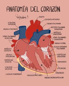 an anatomy of the heart with labels on it