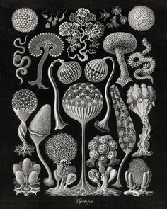 an illustration of different types of plants and animals in black and white ink on paper