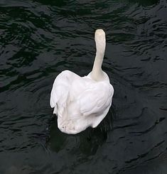 a white swan floating on top of a body of water