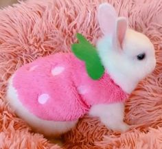 a small white rabbit wearing a pink outfit