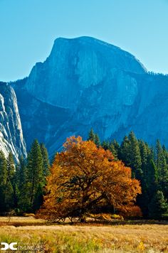 a large tree in the middle of a field with mountains in the backgroud