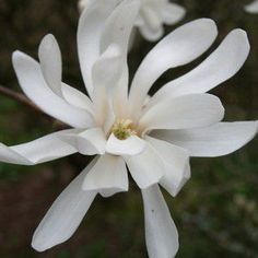 white flowers are blooming in the garden