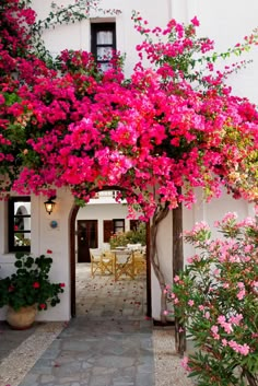 pink flowers growing on the side of a white building