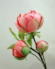 three pink flowers with green stems in a vase