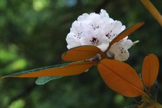 Rhododendrons By Name - E-F | Chimacum Woods Rhododendron Nursery Wood Species, Dj, Nursery, Wood