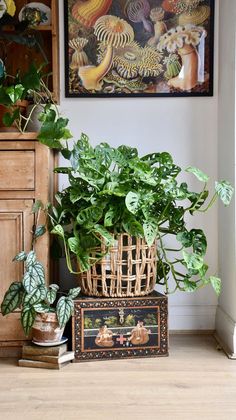 there is a basket with plants in it on the floor next to an old trunk