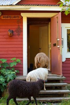 two sheep standing on steps in front of a red house