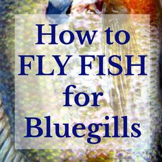 a fish with the words how to fly fish for bluegills on it's side