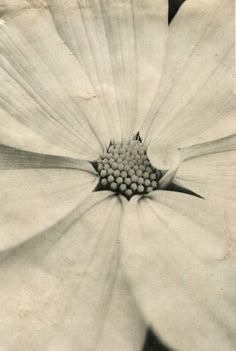 an old black and white photo of a flower