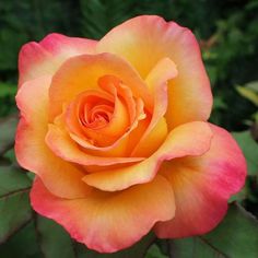 an orange and pink rose with green leaves