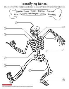 a skeleton with bones labeled in the body and labeling it's parts to describe