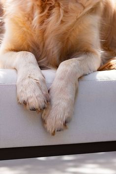 a dog laying on top of a white couch with his paws resting on the edge