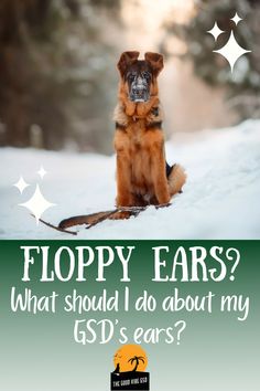 a german shepherd dog sitting in the snow with text that reads floppy ears? what should i do about my gds ears?