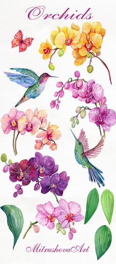 an illustration of orchids and hummingbirds with the words orchids written below them