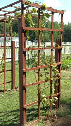 a wooden trellis with vines growing on it