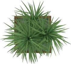 an overhead view of a green plant in a wooden box on a white background with clippings