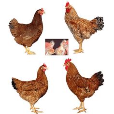 four chickens standing next to each other on a white background