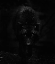 a black wolf is walking through the dark woods