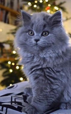 a grey kitten sitting on top of a blanket