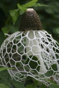 a white netted fruit hanging from a tree