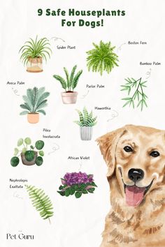 a dog is surrounded by potted plants and houseplants