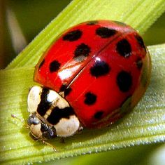 a lady bug sitting on top of a green leaf