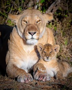 two young lions sitting next to each other