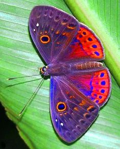 a purple butterfly sitting on top of a green leaf