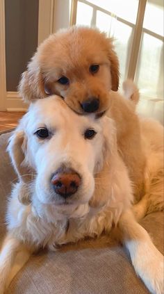 two dogs sitting on top of each other