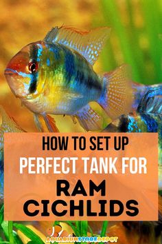 ram cichlid Ram Cichlid Tank, Ram Cichlid, Cichlid Fish, Aquarium Stand, Fish Care, Reef Aquarium, Reef Tank