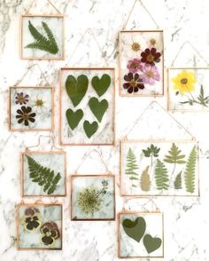 various pressed flowers and leaves in frames on a marble wall