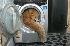 a cat is sitting in the front of a washing machine with it's head sticking out