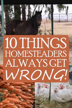 the words 10 things homesteaders always get wrong are overlaid with images of carrots and chickens