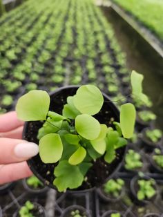 a person holding up a small plant in a pot with other plants growing behind it