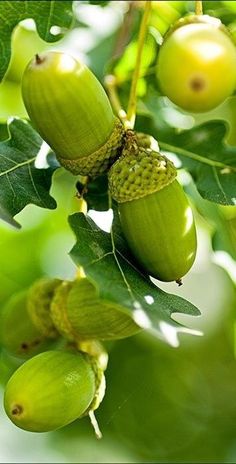 some green fruit hanging from a tree branch