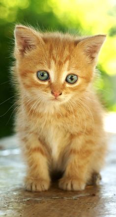 a small orange kitten sitting on top of a table