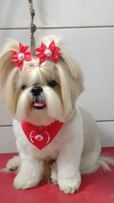 a small white dog wearing a red bandana