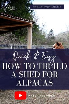 a man and woman petting a horse in an enclosure with text overlay reading quick & easy how to build a shed for alpacas