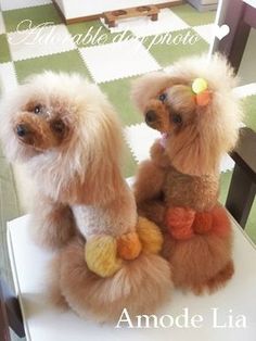 two poodles sitting on top of a white chair in front of a mirror