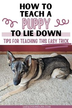 A German Shepherd in a lie down position with a text overlay that reads how to teach a puppy to lie down: tips for teaching this easy trick. Golden Retriever Service Dog, Dog Commands, House Training Dogs, Pet Blog, Training Your Puppy, Puppy Care