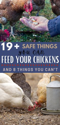 chickens eating food out of a bucket with the words 19 + safe things you can feed your chickens and 8 things you can't