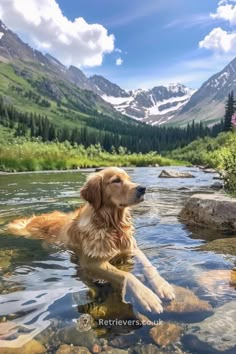 a golden retriever swimming in a mountain stream